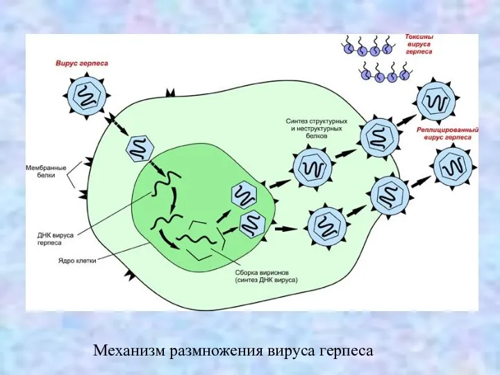 Механизм размножения вируса герпеса