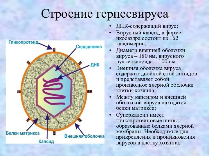 Строение герпесвируса ДНК-содержащий вирус; Вирусный капсид в форме икосаэдра состоит