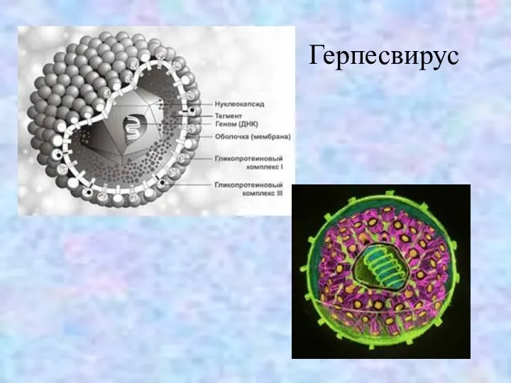 Герпесвирус