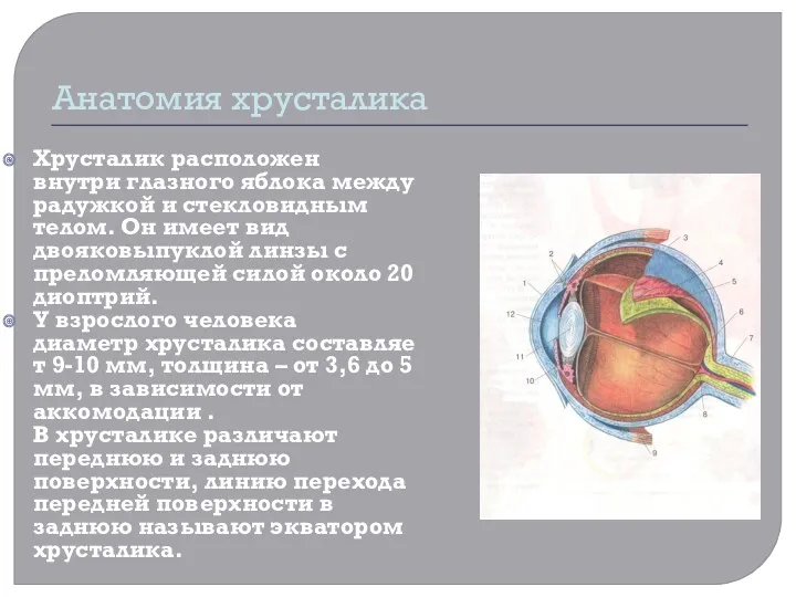 Анатомия хрусталика Хрусталик расположен внутри глазного яблока между радужкой и