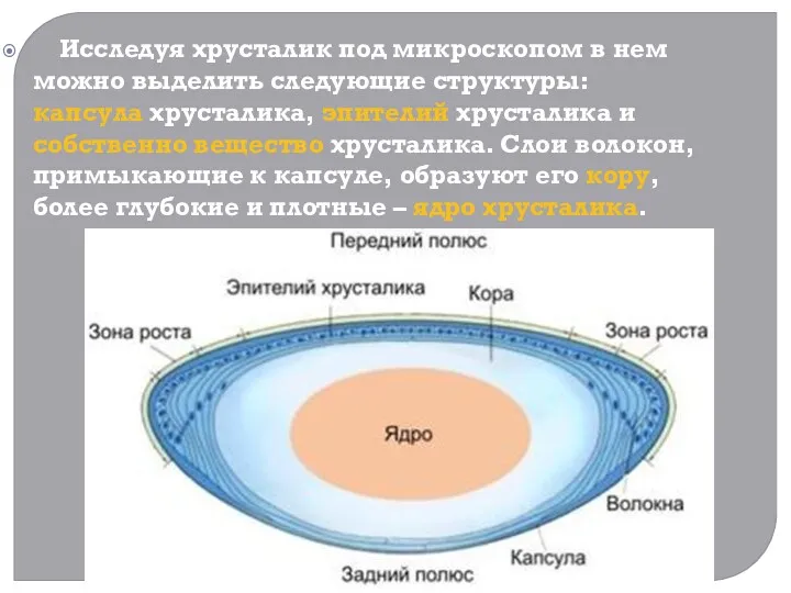 Исследуя хрусталик под микроскопом в нем можно выделить следующие структуры: