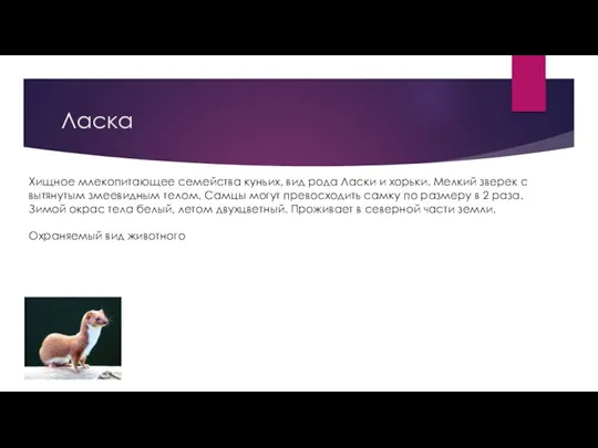 Ласка Хищное млекопитающее семейства куньих, вид рода Ласки и хорьки.