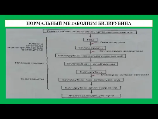 НОРМАЛЬНЫЙ МЕТАБОЛИЗМ БИЛИРУБИНА