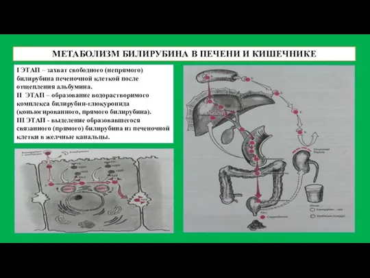 МЕТАБОЛИЗМ БИЛИРУБИНА В ПЕЧЕНИ И КИШЕЧНИКЕ I ЭТАП – захват