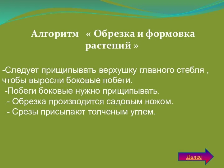 Алгоритм « Обрезка и формовка растений » -Следует прищипывать верхушку главного стебля ,