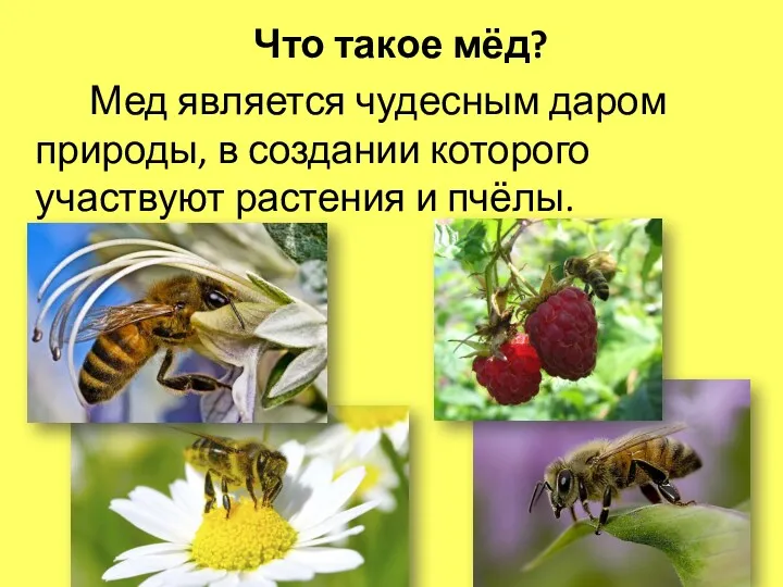 Что такое мёд? Мед является чудесным даром природы, в создании которого участвуют растения и пчёлы.