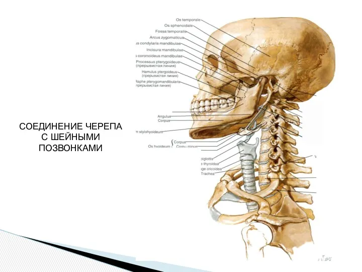 СОЕДИНЕНИЕ ЧЕРЕПА С ШЕЙНЫМИ ПОЗВОНКАМИ