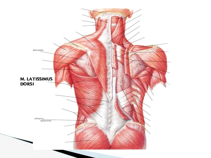 M.SUPRASPINATUS MM. TERES MAJOR ET MINOR M. LATISSIMUS DORSI M.DELTOIDEUS