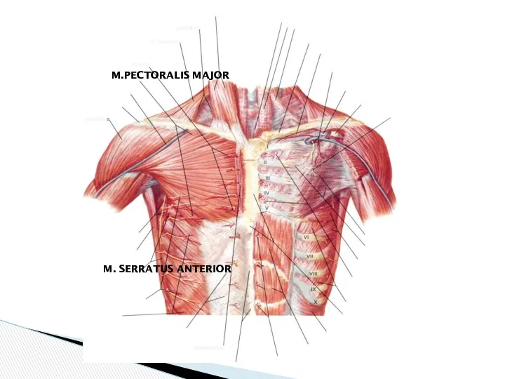 M.PECTORALIS MAJOR M. SERRATUS ANTERIOR