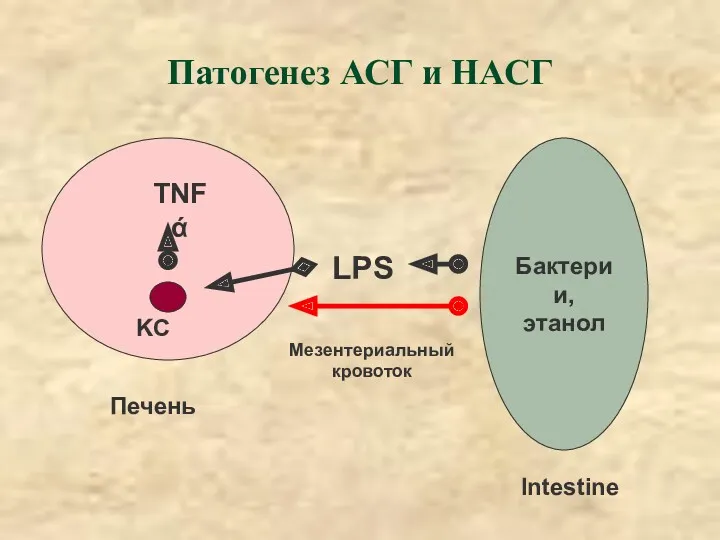 Патогенез АСГ и НАСГ Бактерии, этанол Intestine LPS KC TNFά Печень Мезентериальный кровоток