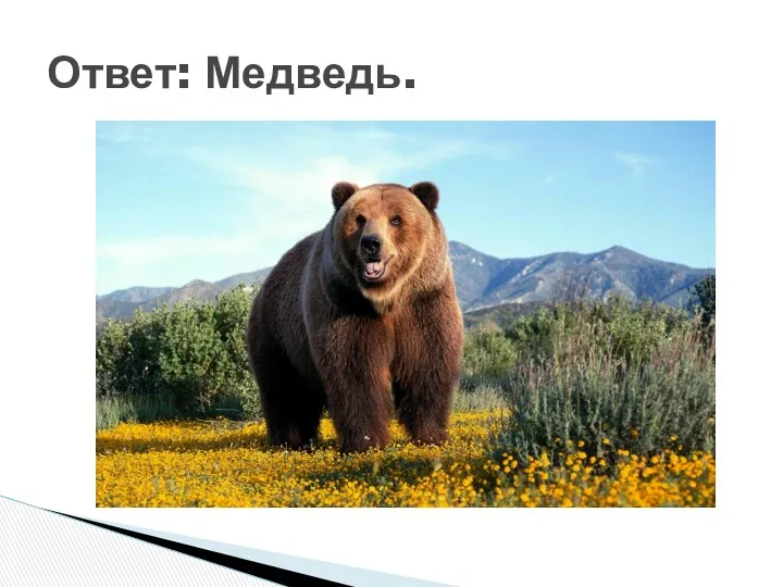 Ответ: Медведь.