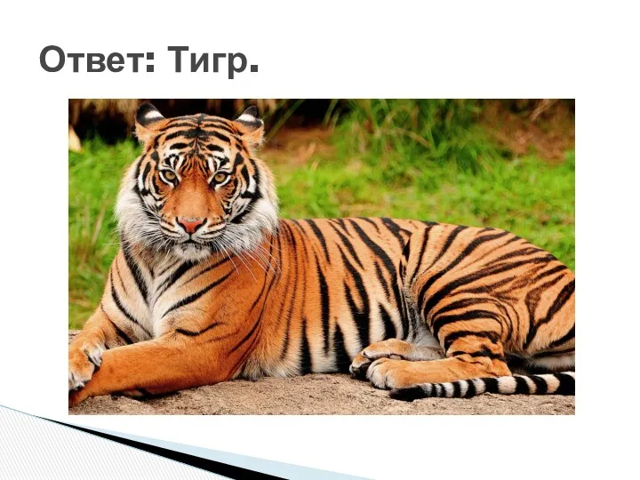Ответ: Тигр.