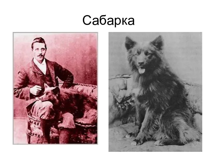 Сабарка