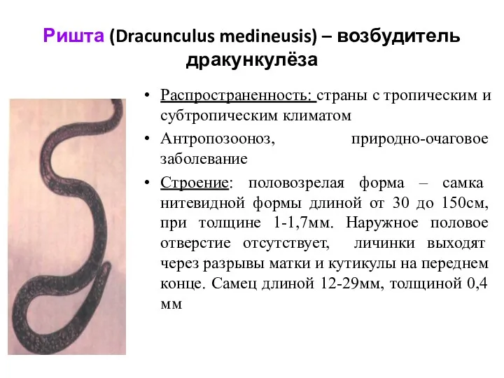 Ришта (Dracunculus medineusis) – возбудитель дракункулёза Распространенность: страны с тропическим