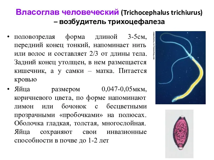 Власоглав человеческий (Trichocephalus trichiurus) – возбудитель трихоцефалеза половозрелая форма длиной
