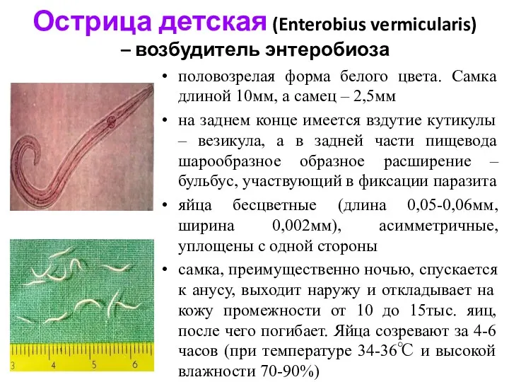 Острица детская (Enterobius vermicularis) – возбудитель энтеробиоза половозрелая форма белого