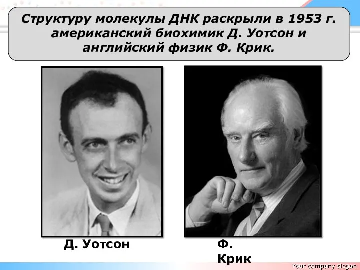 Структуру молекулы ДНК раскрыли в 1953 г. американский биохимик Д.