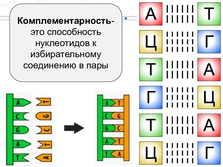 Комплементарность- это способность нуклеотидов к избирательному соединению в пары