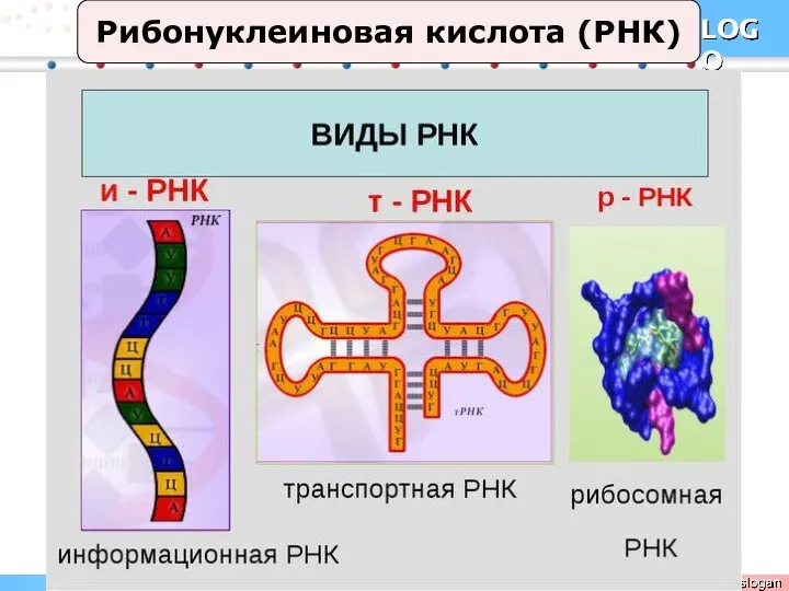 Рибонуклеиновая кислота (РНК)