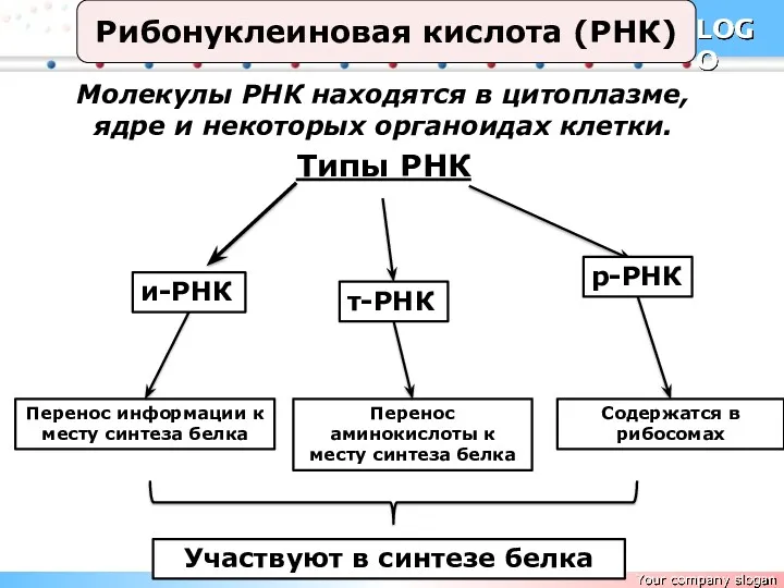 Рибонуклеиновая кислота (РНК) Молекулы РНК находятся в цитоплазме, ядре и