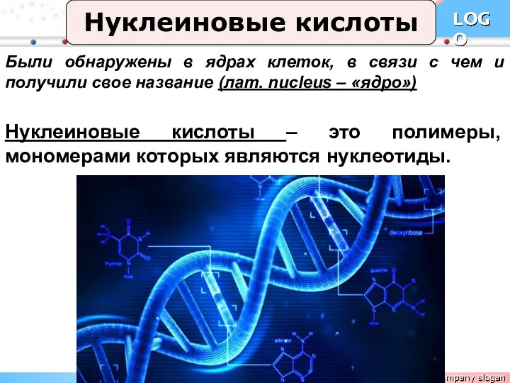 Нуклеиновые кислоты Были обнаружены в ядрах клеток, в связи с