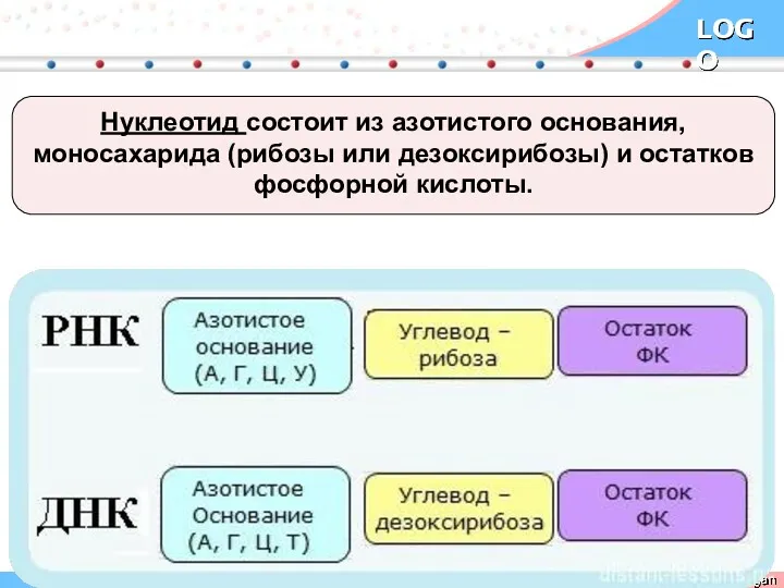 Нуклеотид состоит из азотистого основания, моносахарида (рибозы или дезоксирибозы) и остатков фосфорной кислоты.