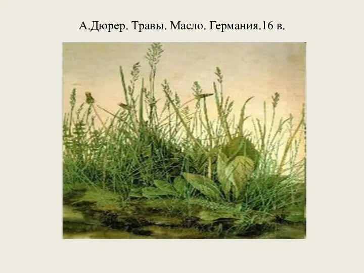 А.Дюрер. Травы. Масло. Германия.16 в.