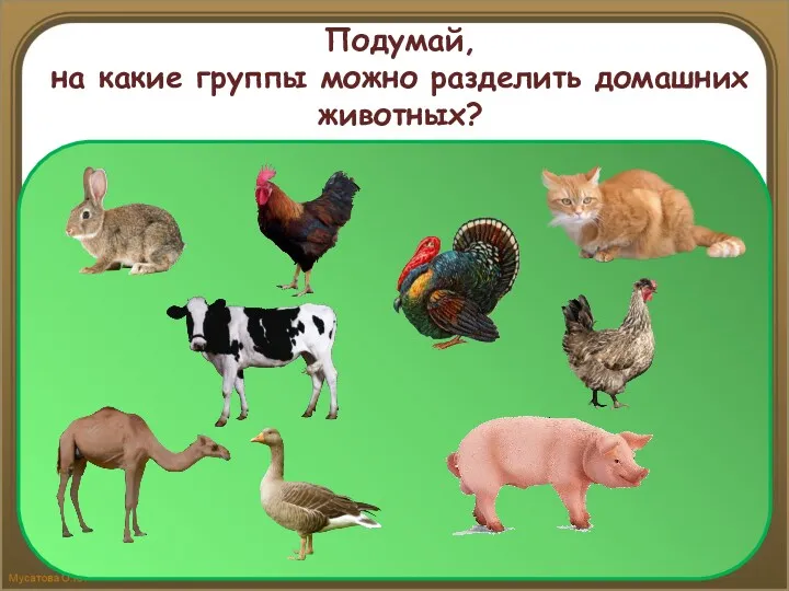 Подумай, на какие группы можно разделить домашних животных?