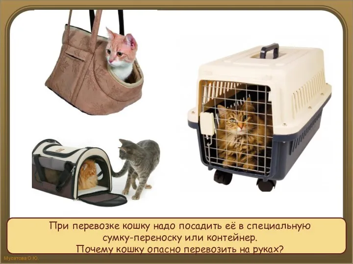 При перевозке кошку надо посадить её в специальную сумку-переноску или контейнер. Почему кошку