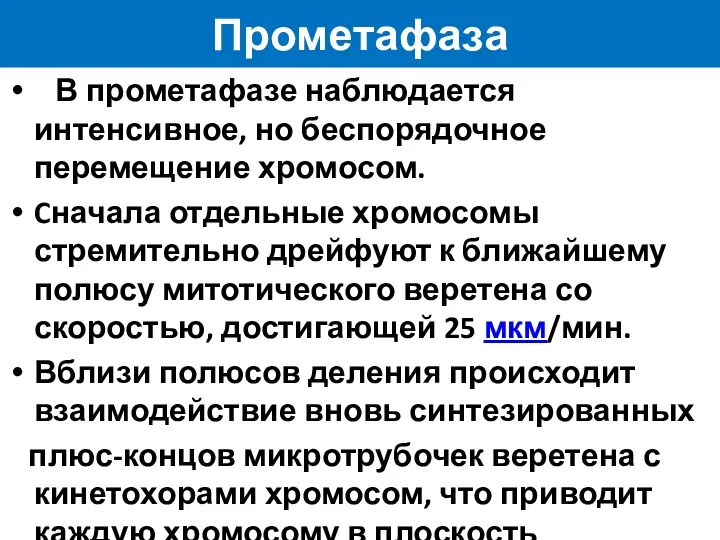 Прометафаза В прометафазе наблюдается интенсивное, но беспорядочное перемещение хромосом. Cначала