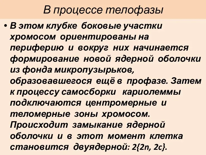 В процессе телофазы В этом клубке боковые участки хромосом ориентированы