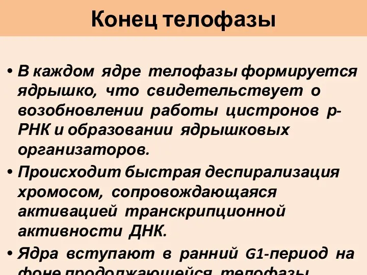 Конец телофазы В каждом ядре телофазы формируется ядрышко, что свидетельствует