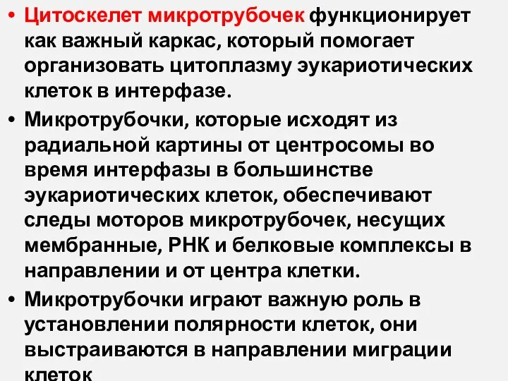 Цитоскелет микротрубочек функционирует как важный каркас, который помогает организовать цитоплазму