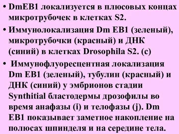 DmEB1 локализуется в плюсовых концах микротрубочек в клетках S2. Иммунолокализация