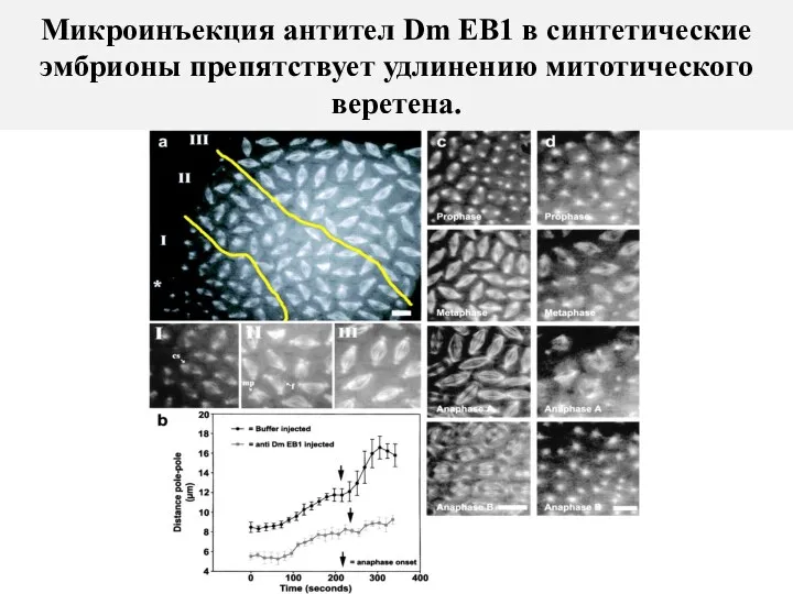 Микроинъекция антител Dm EB1 в синтетические эмбрионы препятствует удлинению митотического веретена.