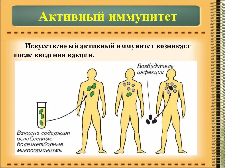 Активный иммунитет Искусственный активный иммунитет возникает после введения вакцин.