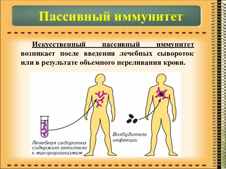 Пассивный иммунитет Искусственный пассивный иммунитет возникает после введения лечебных сывороток или в результате объемного переливания крови.