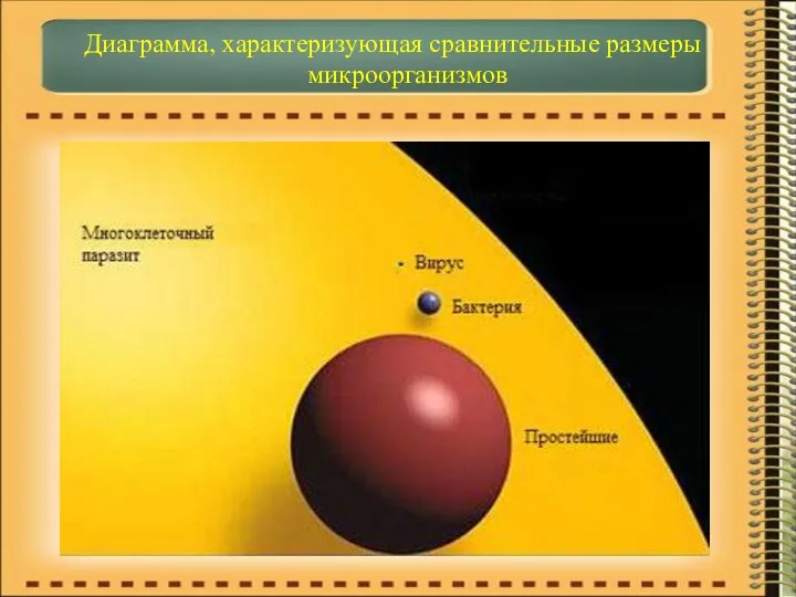 Диаграмма, характеризующая сравнительные размеры микроорганизмов