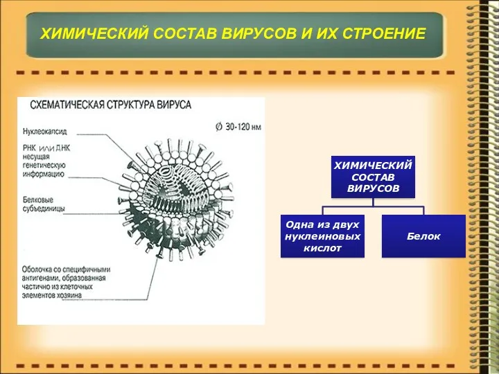 ХИМИЧЕСКИЙ СОСТАВ ВИРУСОВ И ИХ СТРОЕНИЕ