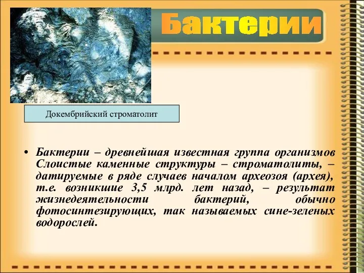 Бактерии – древнейшая известная группа организмов Слоистые каменные структуры –