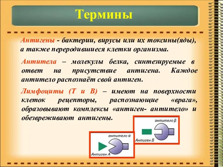 Термины Антигены - бактерии, вирусы или их токсины(яды), а также