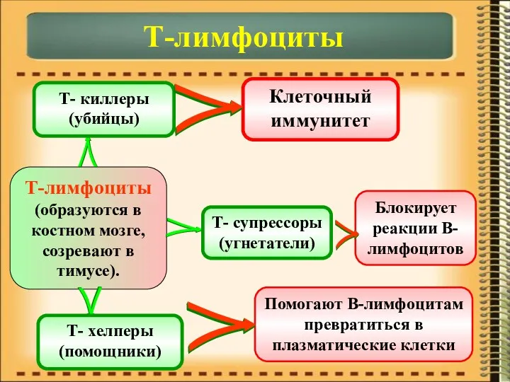 Т-лимфоциты Т-лимфоциты (образуются в костном мозге, созревают в тимусе). Т-