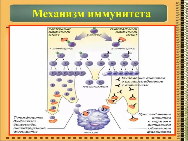 Механизм иммунитета