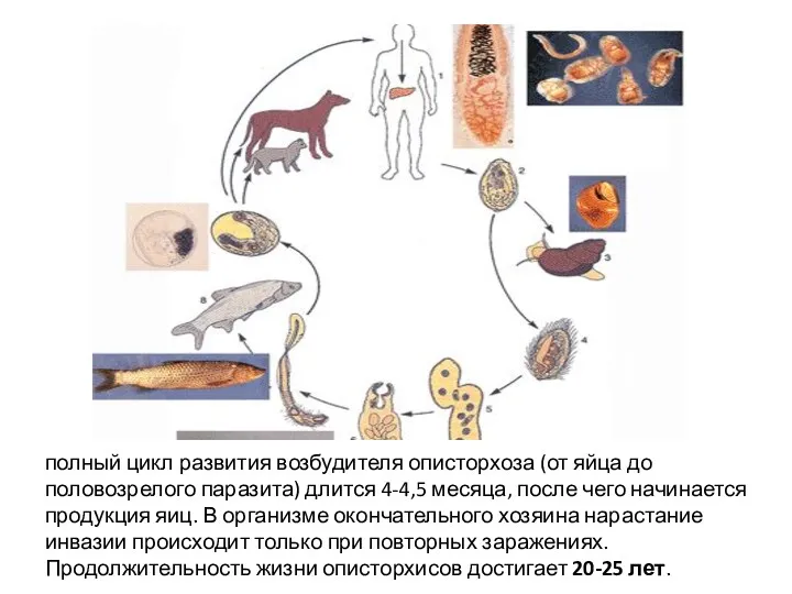 полный цикл развития возбудителя описторхоза (от яйца до половозрелого паразита)