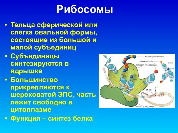 Рибосомы Тельца сферической или слегка овальной формы, состоящие из большой