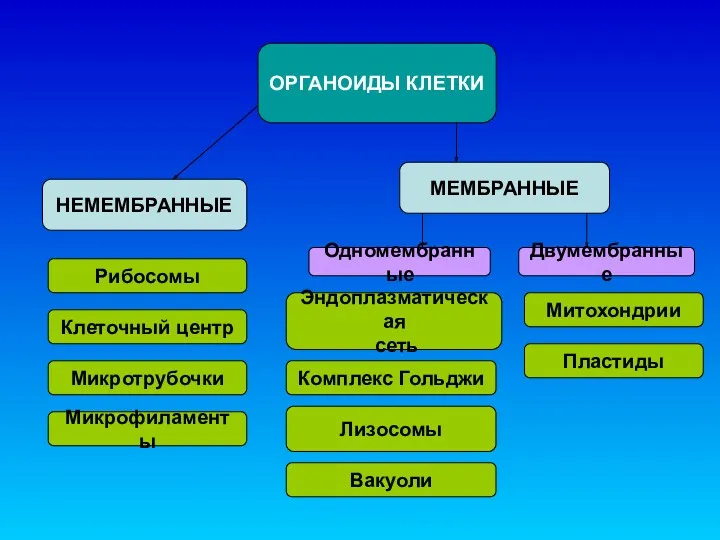 ОРГАНОИДЫ КЛЕТКИ НЕМЕМБРАННЫЕ МЕМБРАННЫЕ Одномембранные Двумембранные Рибосомы Клеточный центр Микротрубочки