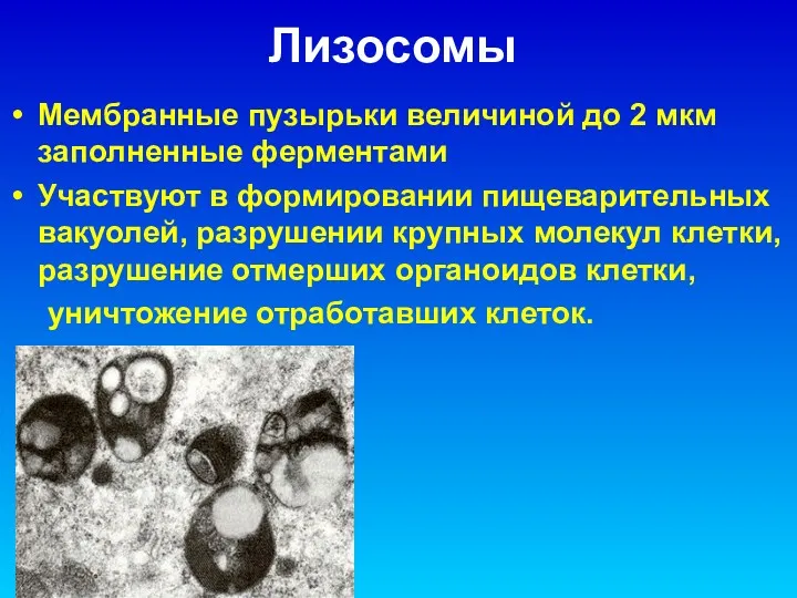 Лизосомы Мембранные пузырьки величиной до 2 мкм заполненные ферментами Участвуют