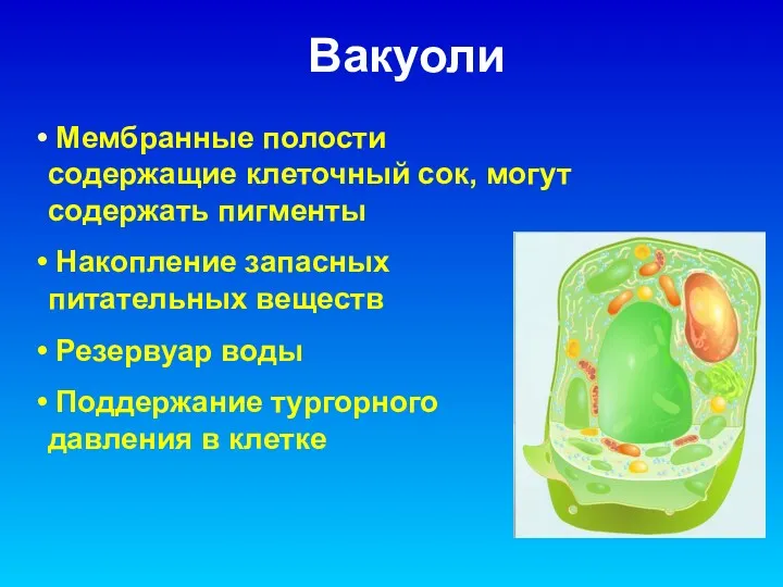 Вакуоли Мембранные полости содержащие клеточный сок, могут содержать пигменты Накопление