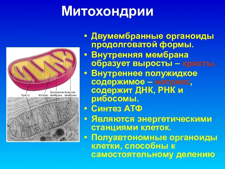 Митохондрии Двумембранные органоиды продолговатой формы. Внутренняя мембрана образует выросты –