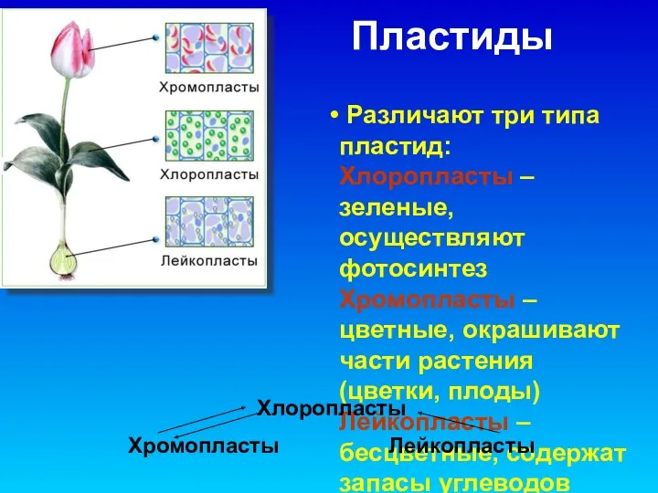 Пластиды Различают три типа пластид: Хлоропласты – зеленые, осуществляют фотосинтез